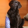 Doggy has a broked leg