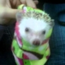 Hedgehog plays peek-a-boo