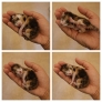Holding a kitten