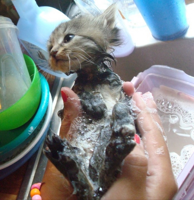 Kitten is having a bath Teh Cute