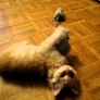 Kitten plays with plush rats