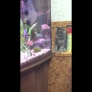 Kitten vs. aquarium