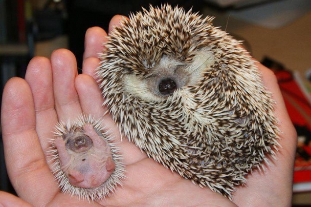 Mama and baby hedgehog