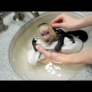 Monkey has a bath