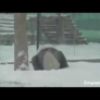 Pandas playing in the snow