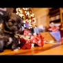 Puppy Christmas
