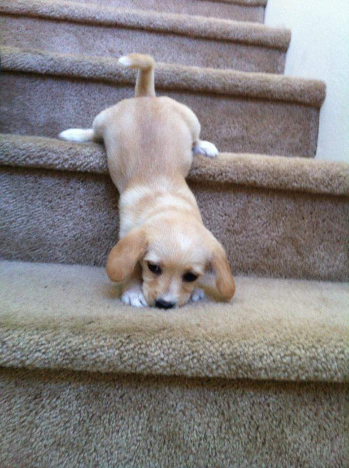 puppy-coming-down-the-stairs-big.jpg
