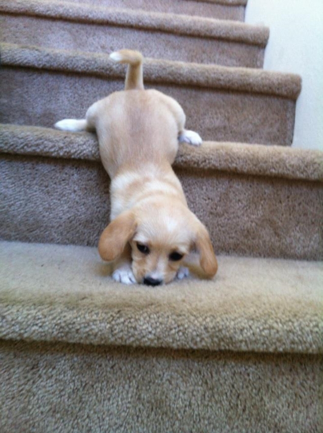 Puppy coming down the stairs