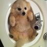 Puppy in a sink