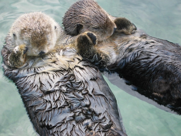 Sea otters holding hands