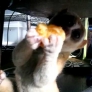 Slow loris eats orange