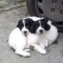 Snuggling puppies