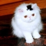 Top hat kitten