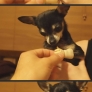 Doggy has a new paw