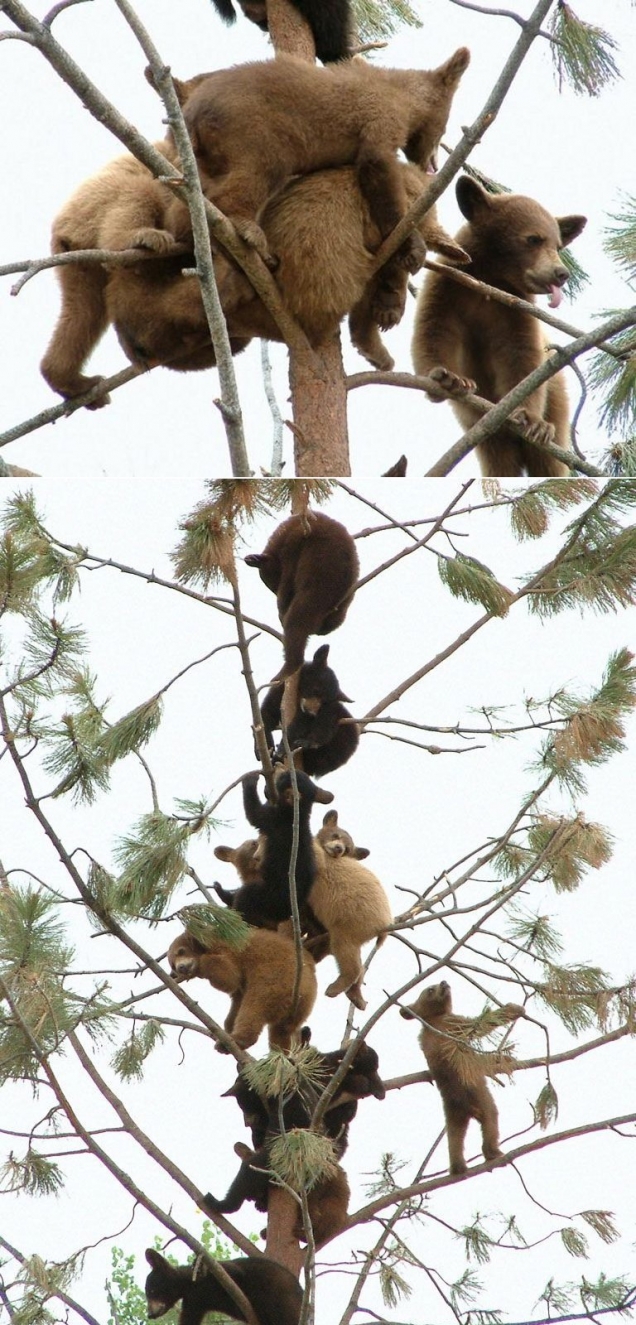 Baby bears in a tree
