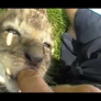 Baby lion sucks on a finger