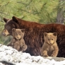 Bear cubs and mom