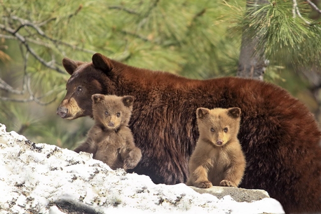Bear cubs and mom