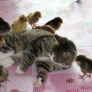 Cat adopts chicks