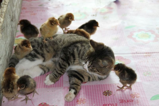 Cat adopts chicks