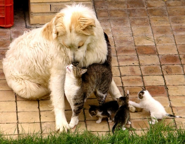 bonding with puppy cats bond with teh bonding with puppy cats bond with teh