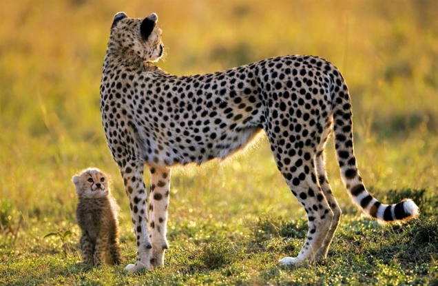 Cheetah and son