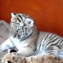 Cute baby tiger