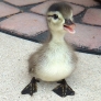 Cute duckling