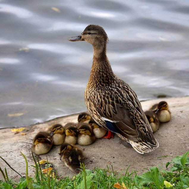 Duck family