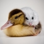 Duckling and hamster