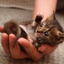 Holding a kitten