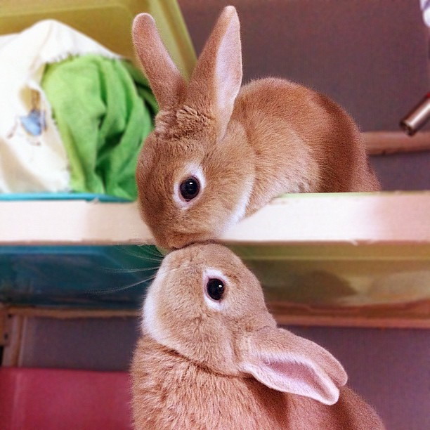 kissing-bunnies