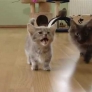 Meowing baby kitten
