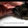 Nursing a baby bat - part 2