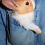 Pocket bunny