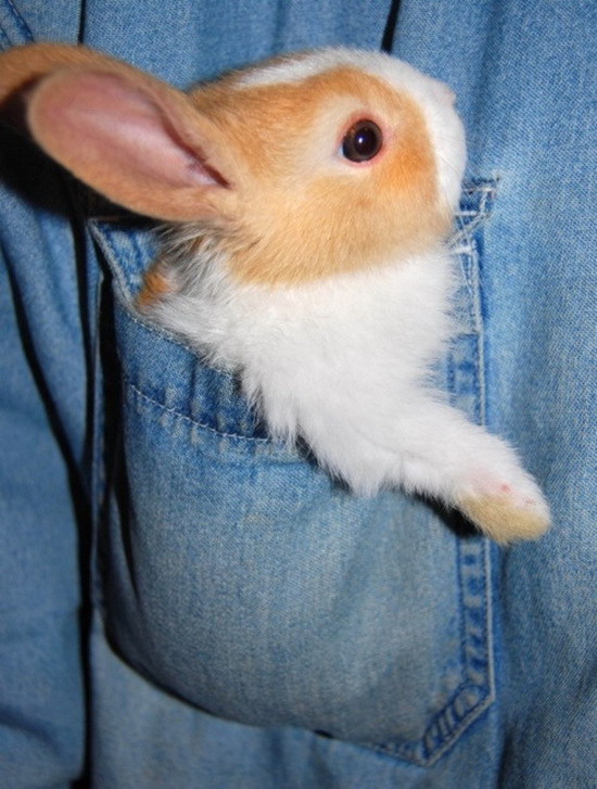 Pocket bunny