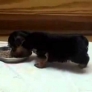 Puppys head pulls him down while eating