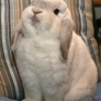 Smiling bunny