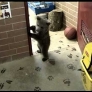 Bear cub playing with wolf cub