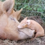 Baby pig and mama pig
