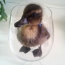 A duck in a glass