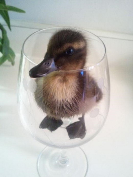 A duck in a glass