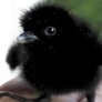Baby crow