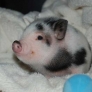 Baby piglet