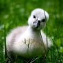 Baby swan