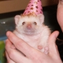 Birthday hedgehog