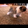 Bulldog puppies take their first steps