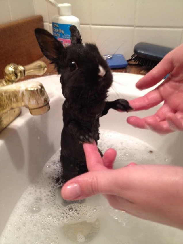 Bunny is taking a bath