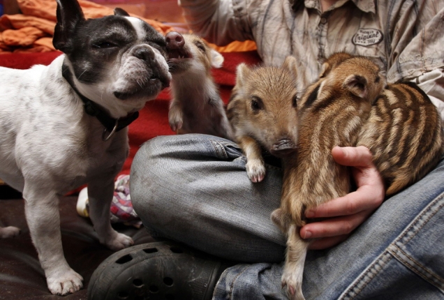 French bulldog adopts wild boar babies