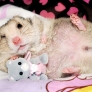 Hamster with toy